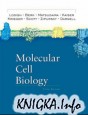 Molecular Cell Biology (5th ed.)